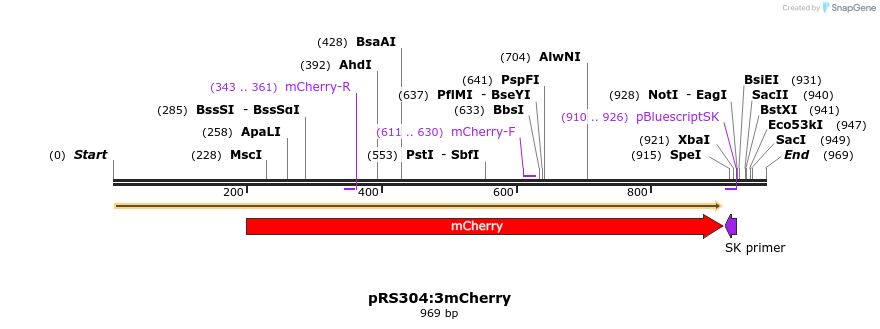 49290_map