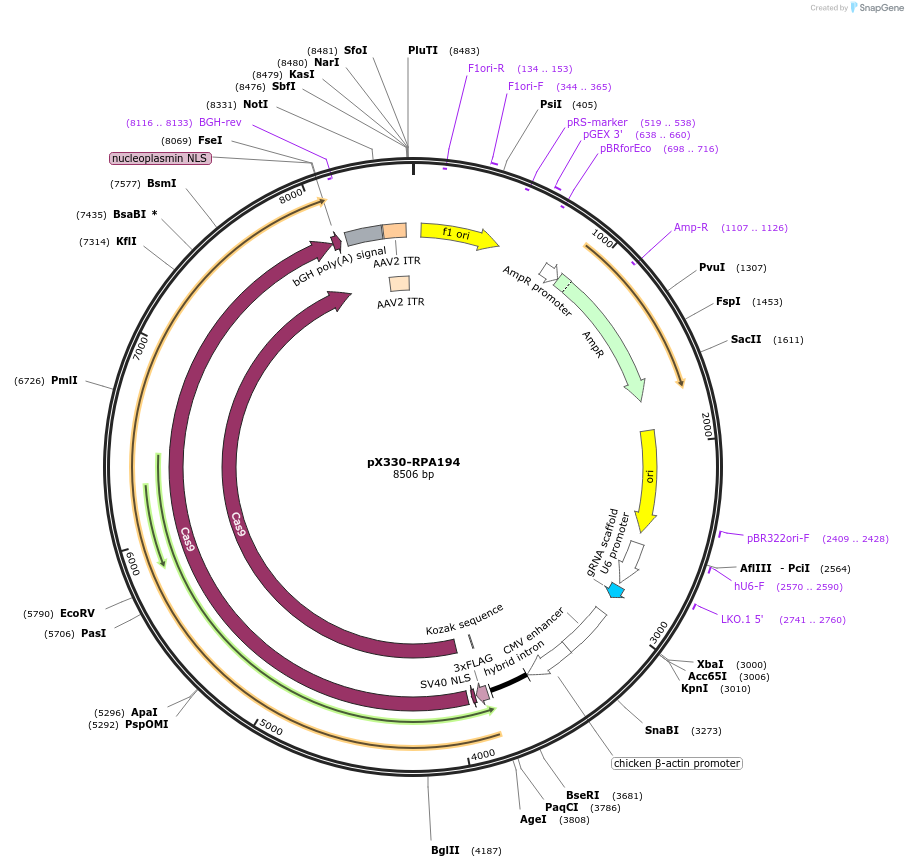 247352-plasmid-map-sequence-id-492909