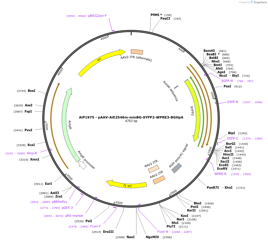 240834-plasmid-map-sequence-id-492915