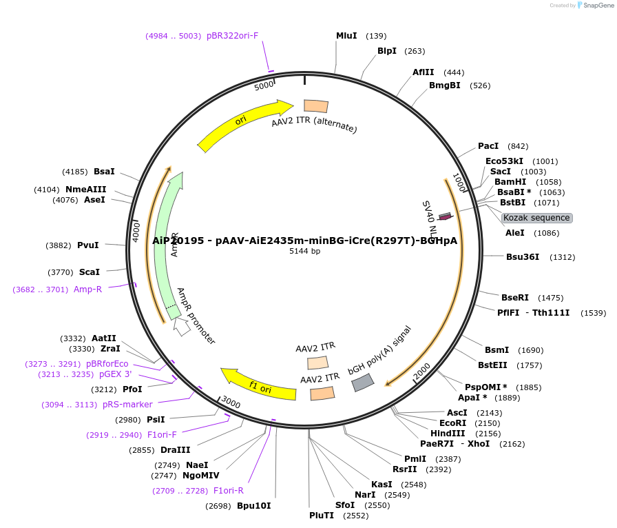 240843-plasmid-map-sequence-id-492916