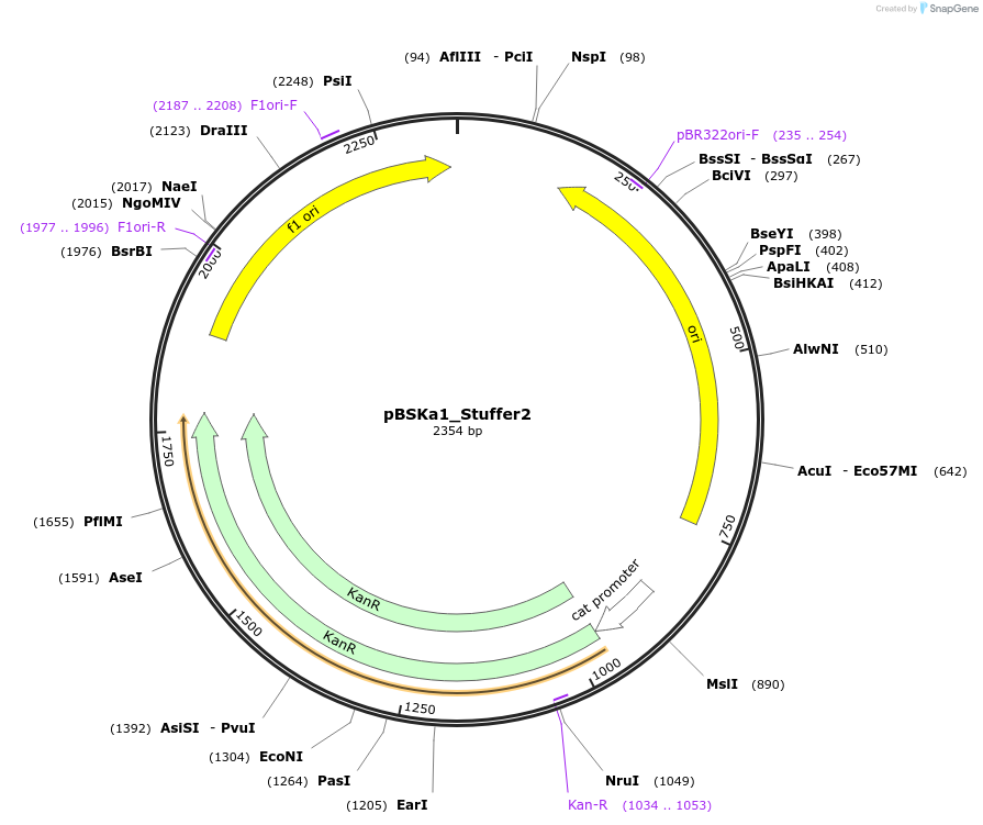 243846-plasmid-map-sequence-id-492922