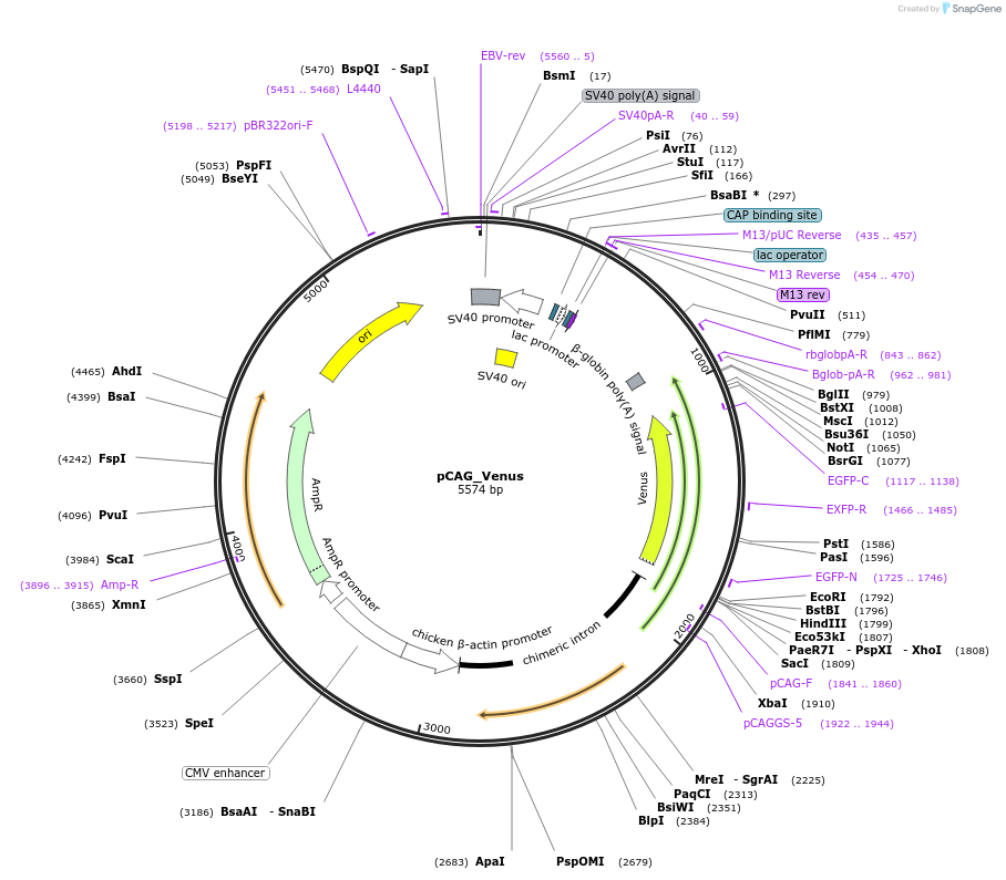 244250-plasmid-map-sequence-id-492945