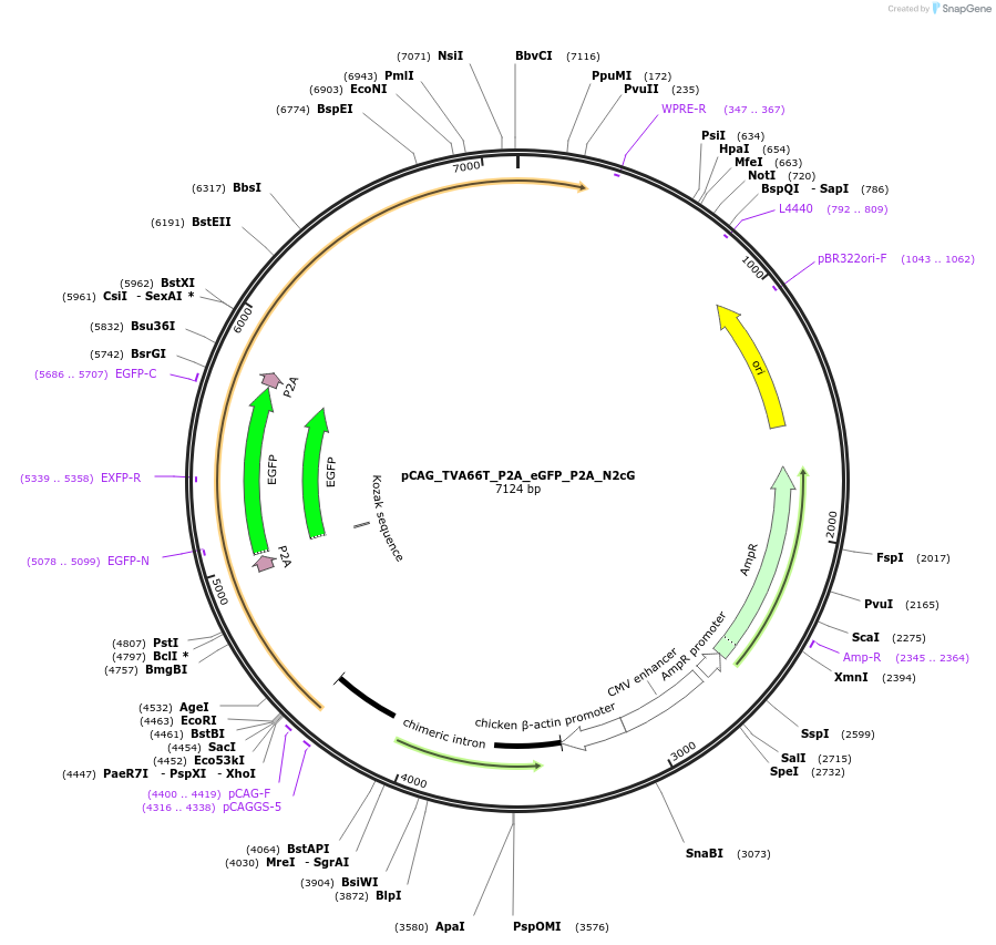 244446-plasmid-map-sequence-id-492951