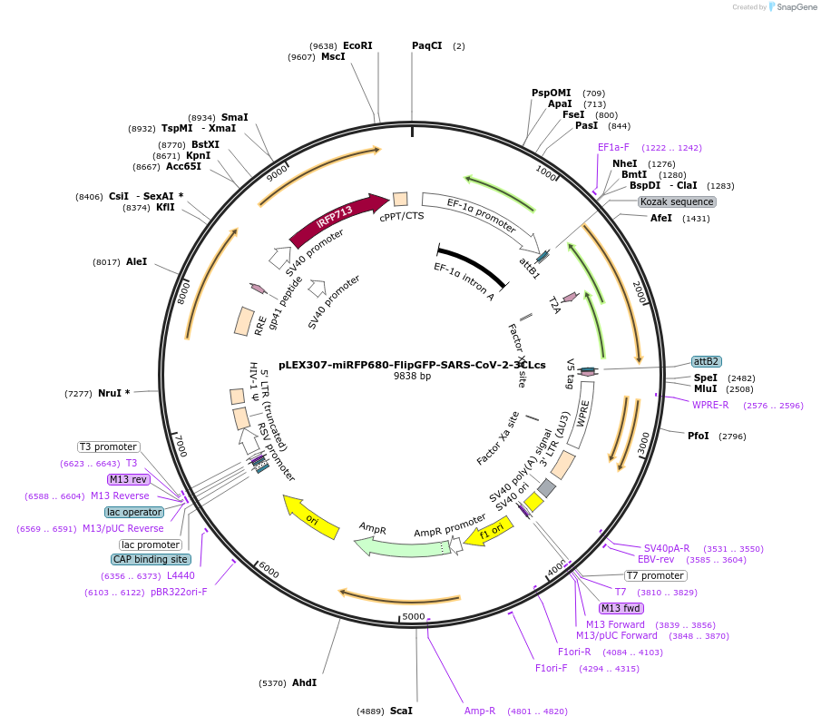 247688-plasmid-map-sequence-id-492957