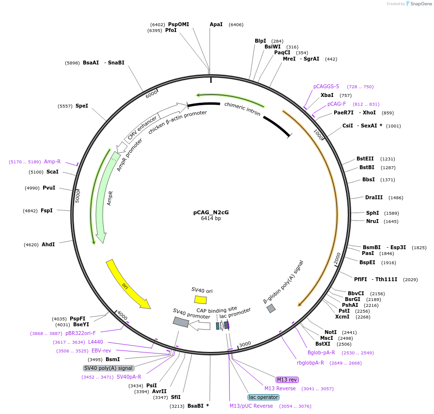 244251-plasmid-map-sequence-id-492961