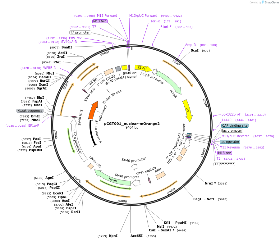 248083-plasmid-map-sequence-id-492973
