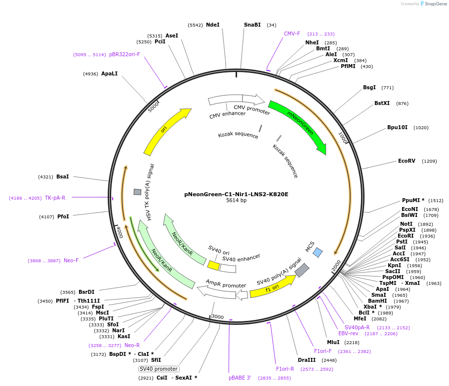 248112-plasmid-map-sequence-id-492975