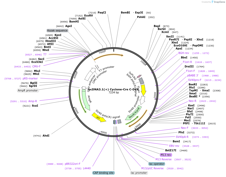 247496-plasmid-map-sequence-id-493024