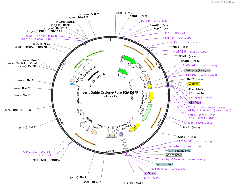 247497-plasmid-map-sequence-id-493033