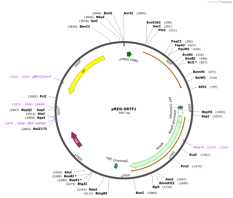246680-plasmid-map-sequence-id-493046