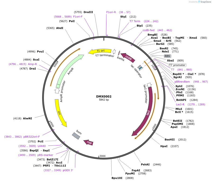 247435-plasmid-map-sequence-id-493097