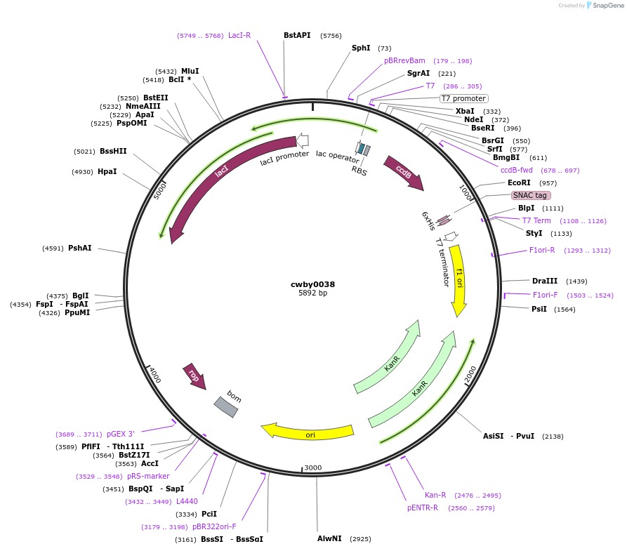247388-plasmid-map-sequence-id-493111