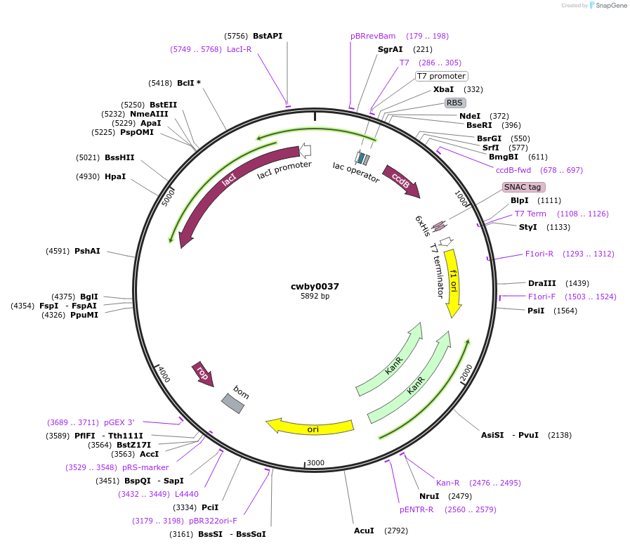 247387-plasmid-map-sequence-id-493112
