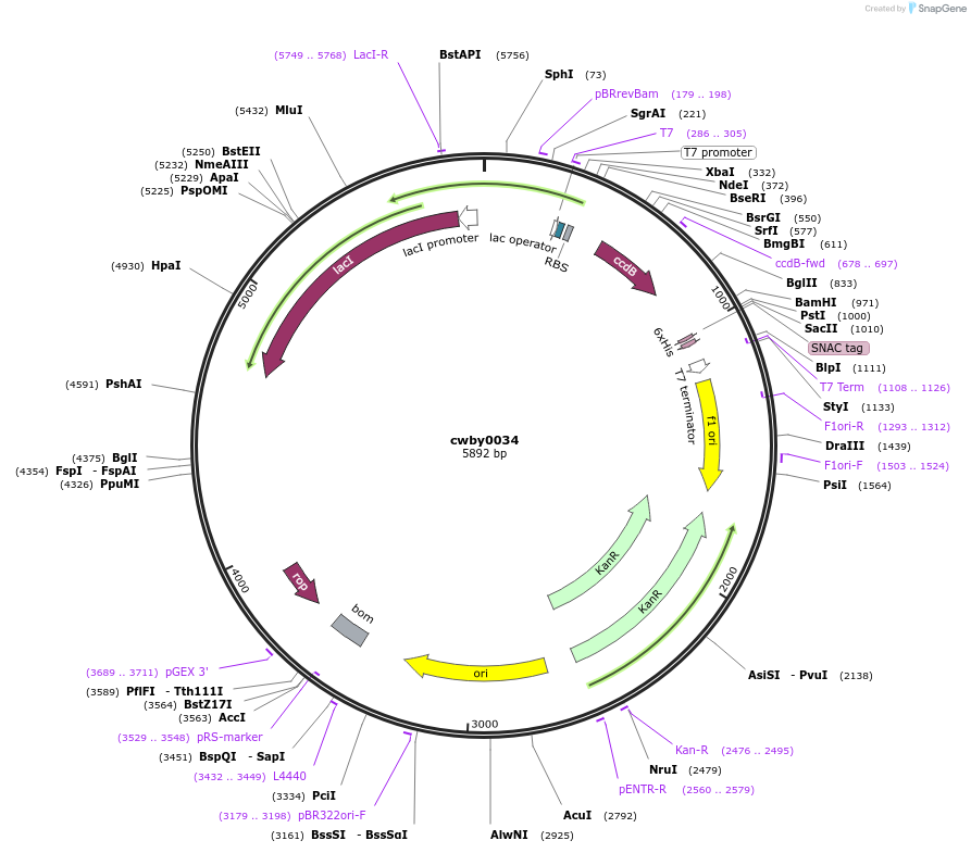 247384-plasmid-map-sequence-id-493117