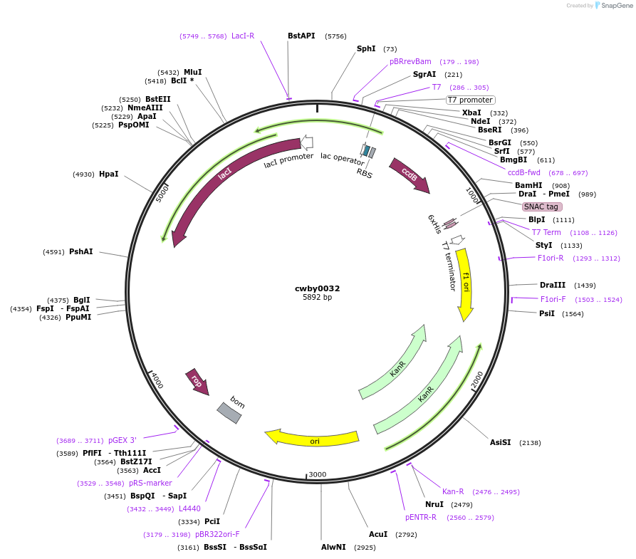 247382-plasmid-map-sequence-id-493120