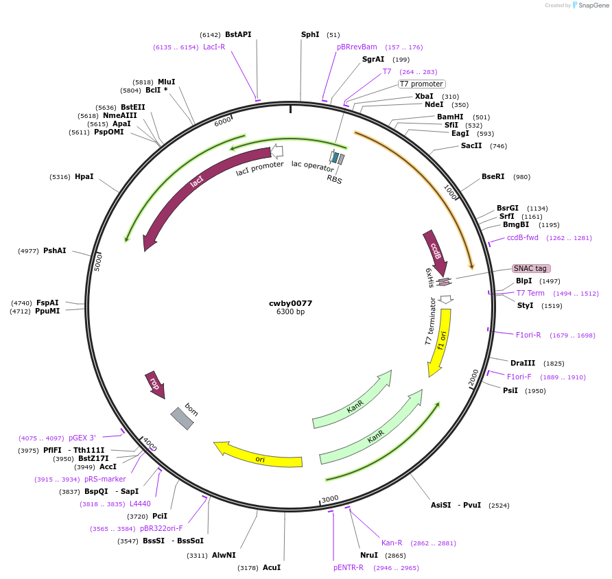 247427-plasmid-map-sequence-id-493132