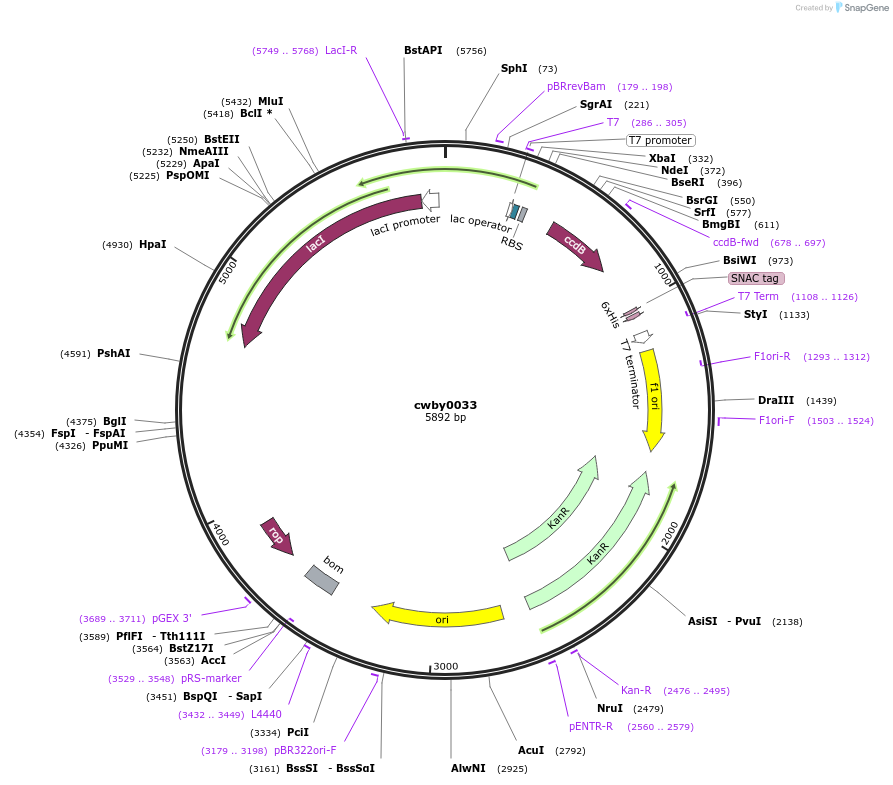247383-plasmid-map-sequence-id-493135