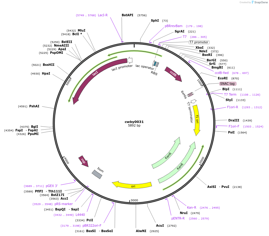 247381-plasmid-map-sequence-id-493136