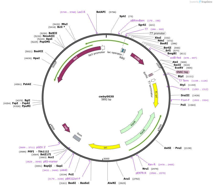 247380-plasmid-map-sequence-id-493137