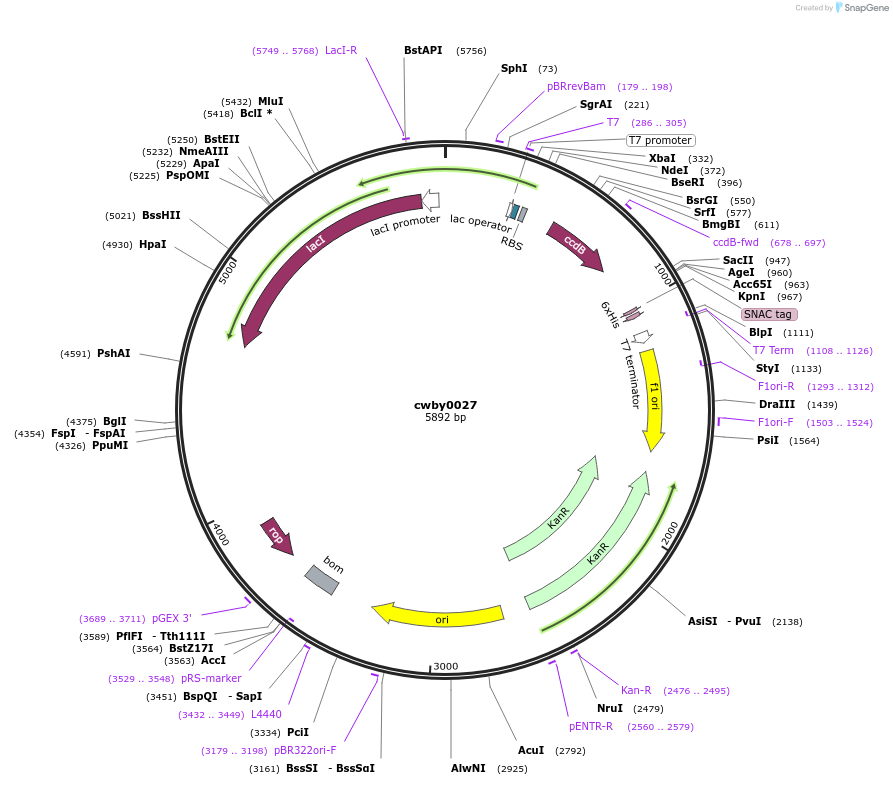 247377-plasmid-map-sequence-id-493140