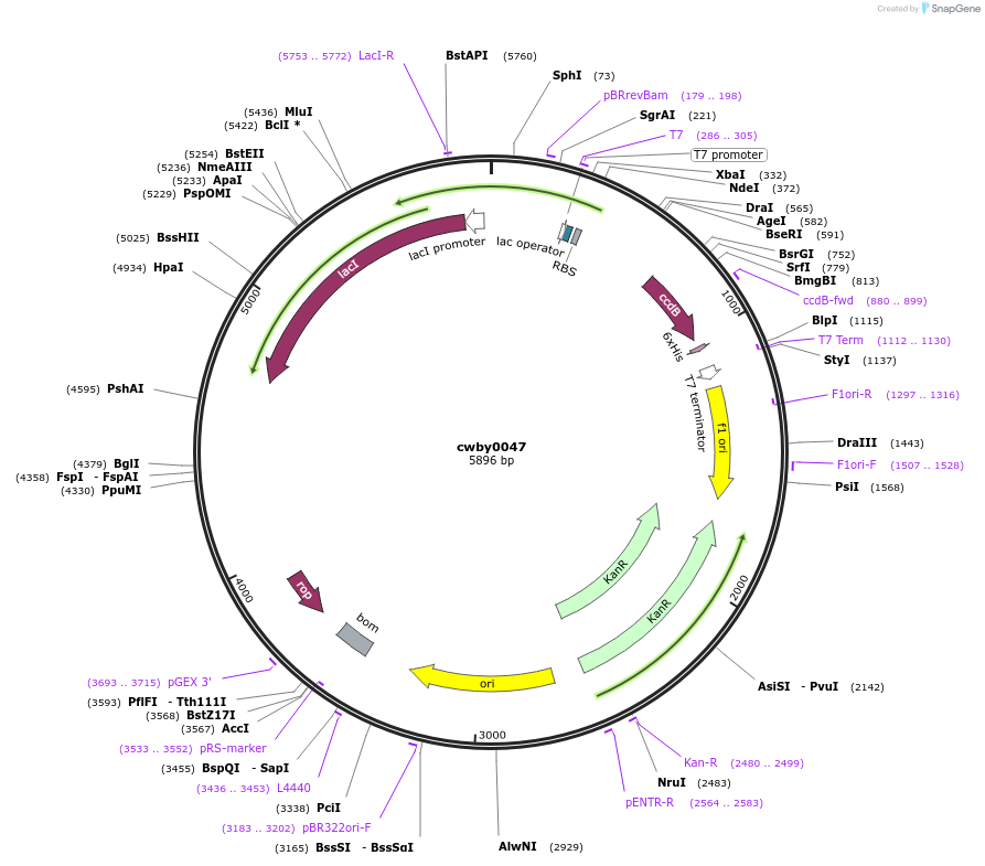247397-plasmid-map-sequence-id-493145