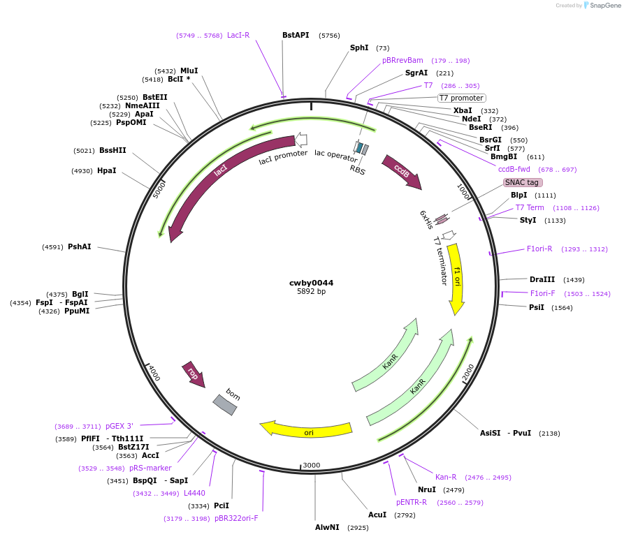 247394-plasmid-map-sequence-id-493150