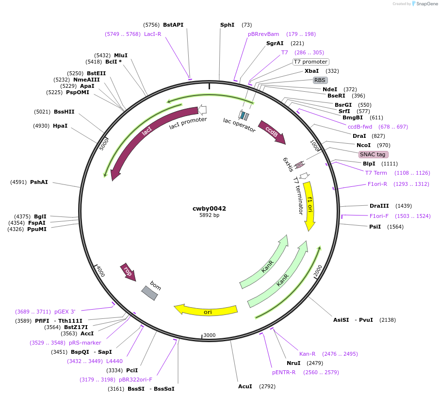 247392-plasmid-map-sequence-id-493155