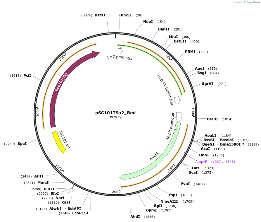 243869-plasmid-map-sequence-id-493157