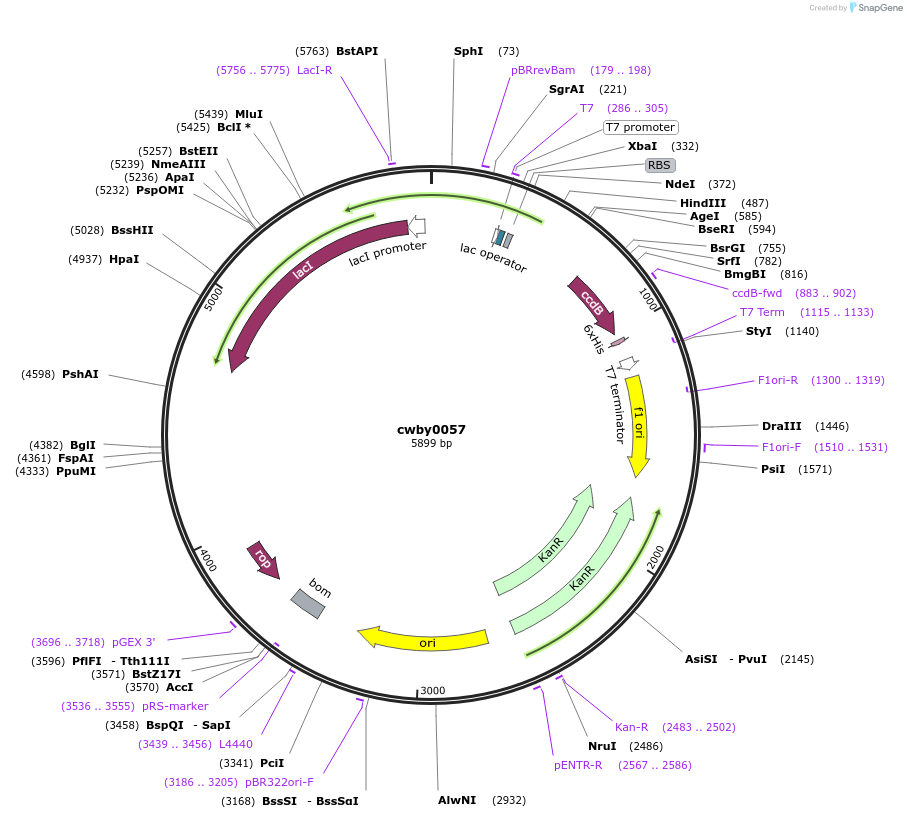247407-plasmid-map-sequence-id-493158