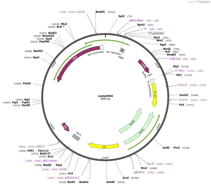 247406-plasmid-map-sequence-id-493160