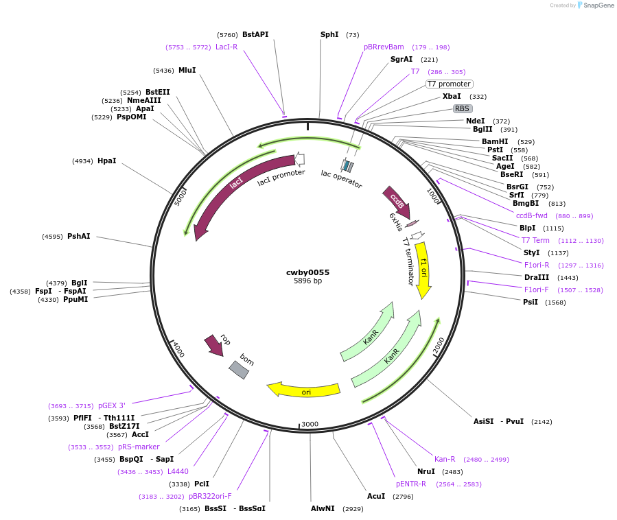 247405-plasmid-map-sequence-id-493163