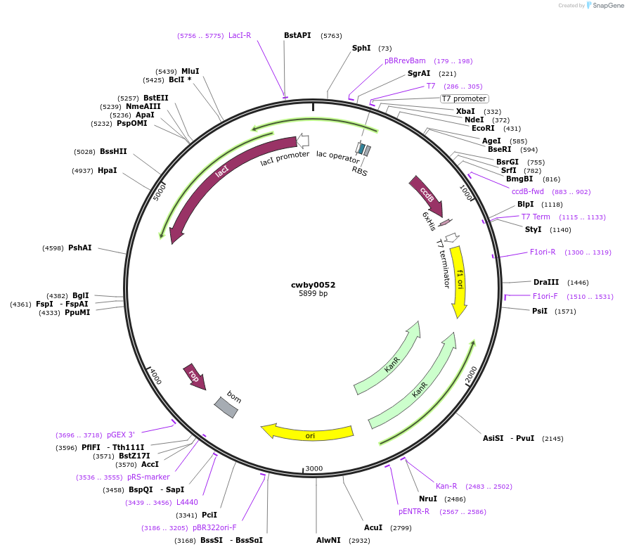247402-plasmid-map-sequence-id-493166