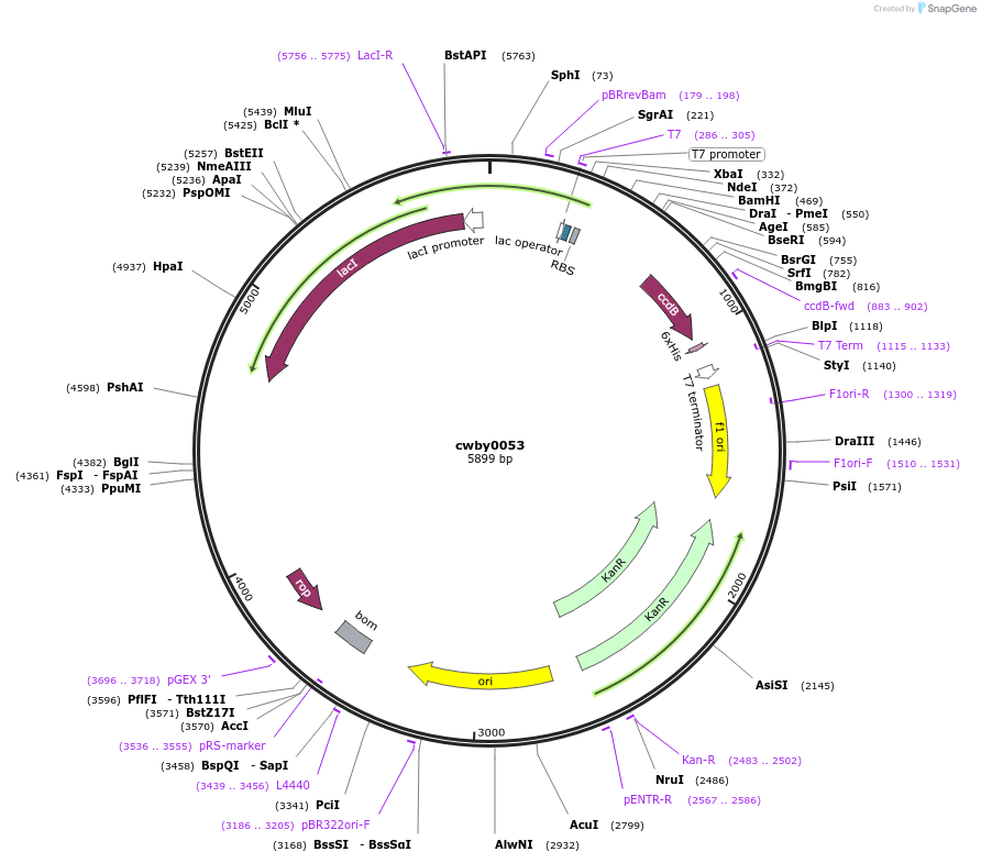 247403-plasmid-map-sequence-id-493167