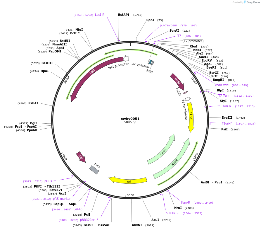 247401-plasmid-map-sequence-id-493175