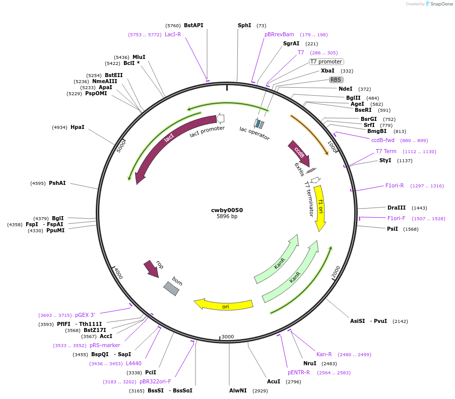 247400-plasmid-map-sequence-id-493177
