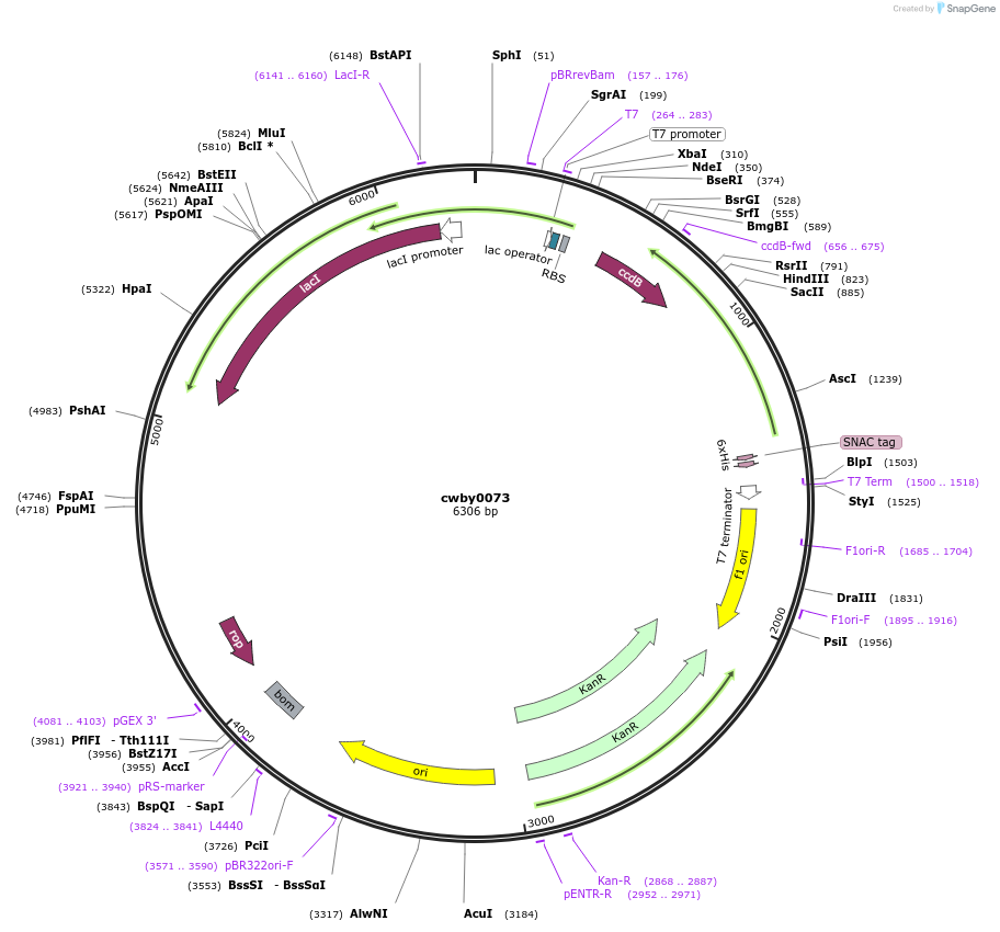 247423-plasmid-map-sequence-id-493178