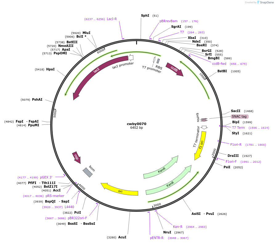 247420-plasmid-map-sequence-id-493179