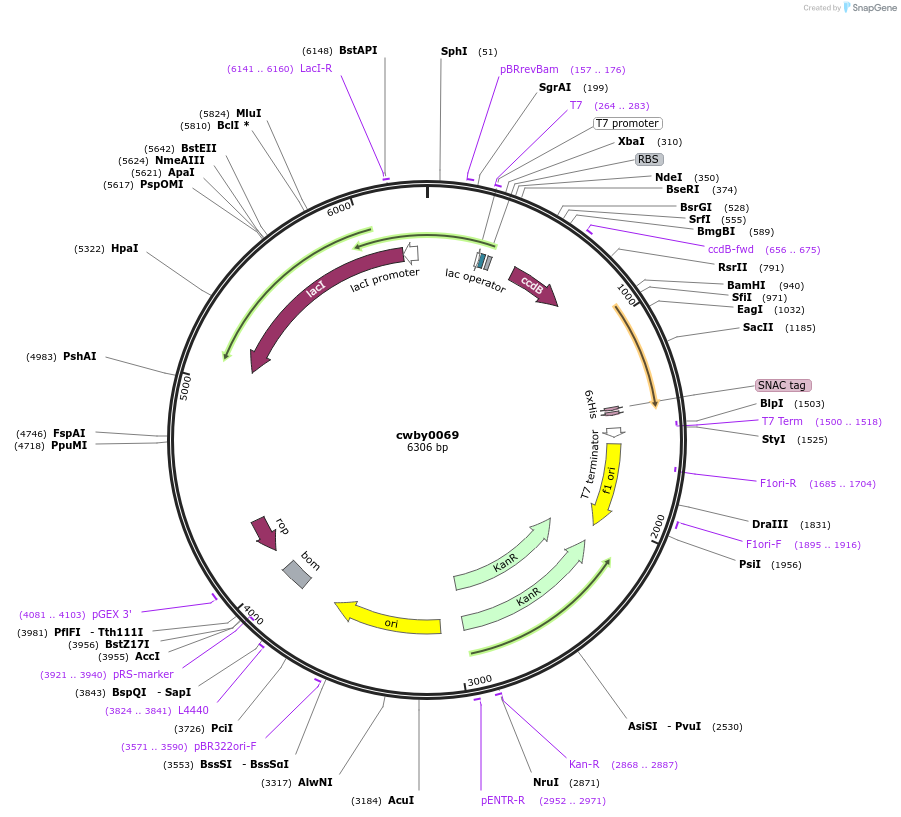 247419-plasmid-map-sequence-id-493180