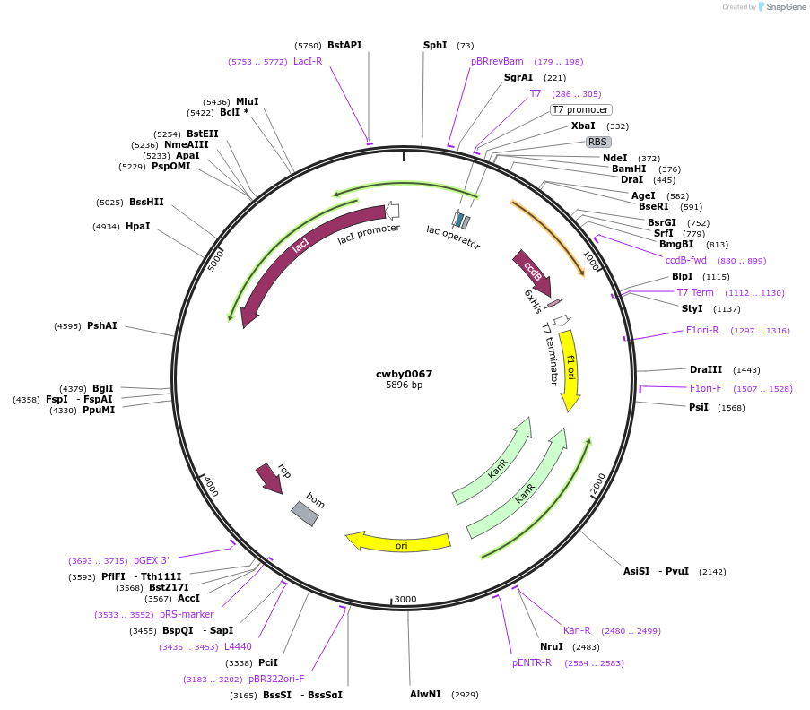 247417-plasmid-map-sequence-id-493181
