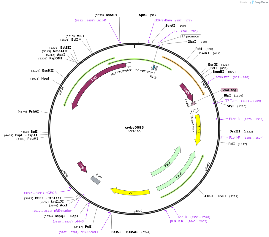 247433-plasmid-map-sequence-id-493183