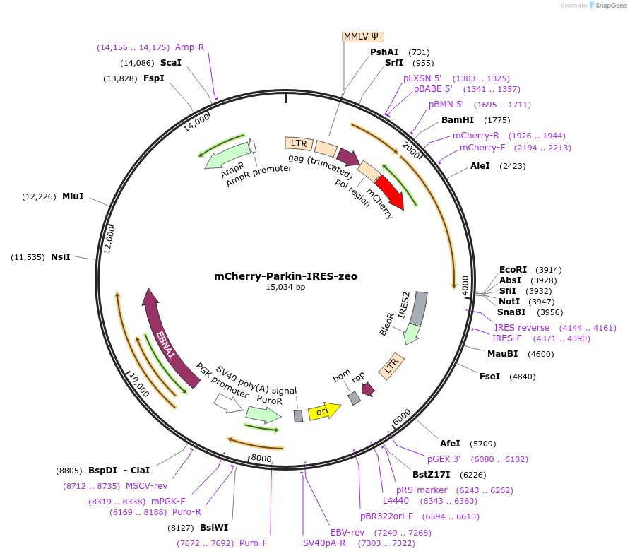 61727-plasmid-map-sequence-id-493219