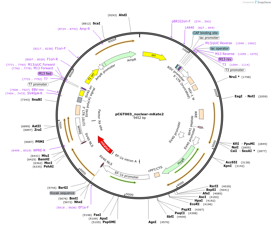 248085-plasmid-map-sequence-id-493225