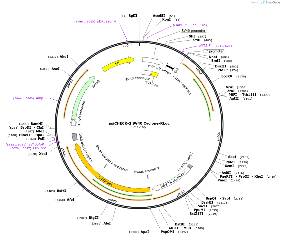 247494-plasmid-map-sequence-id-493245