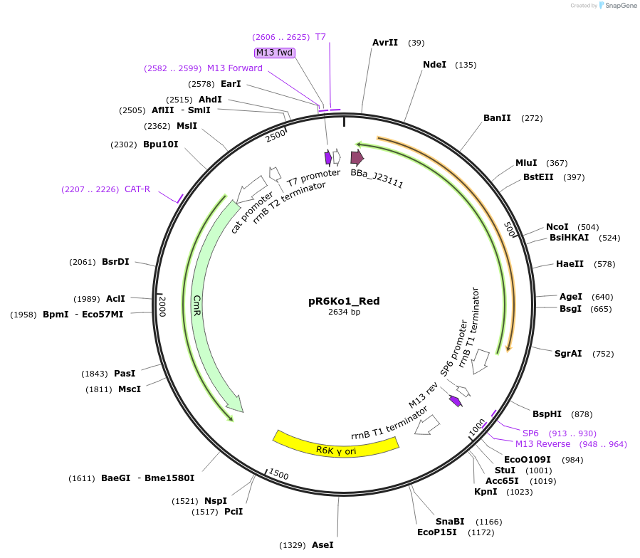 243876-plasmid-map-sequence-id-493266