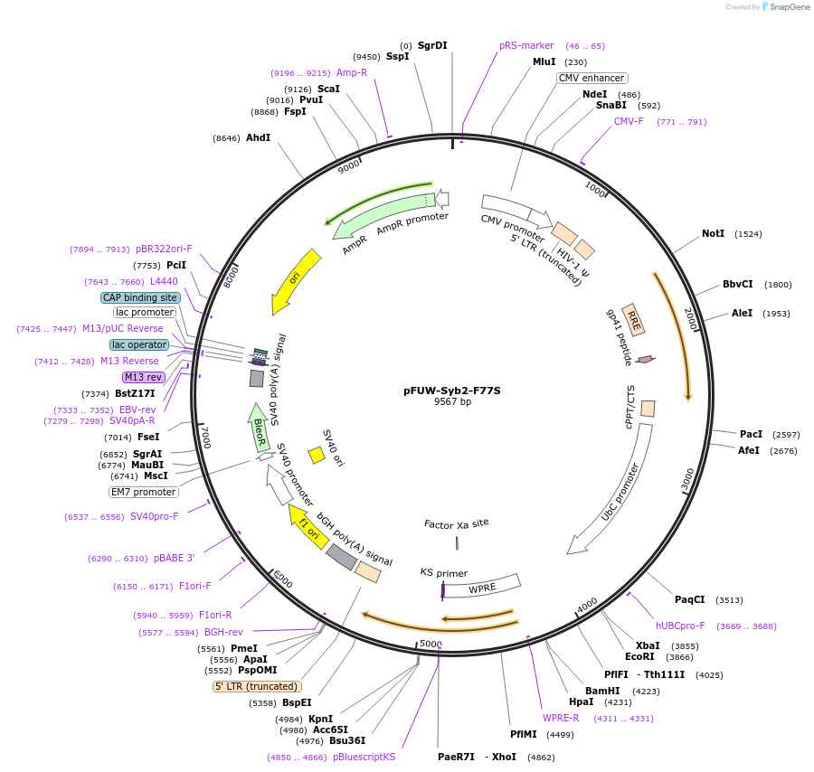248134-plasmid-map-sequence-id-493399