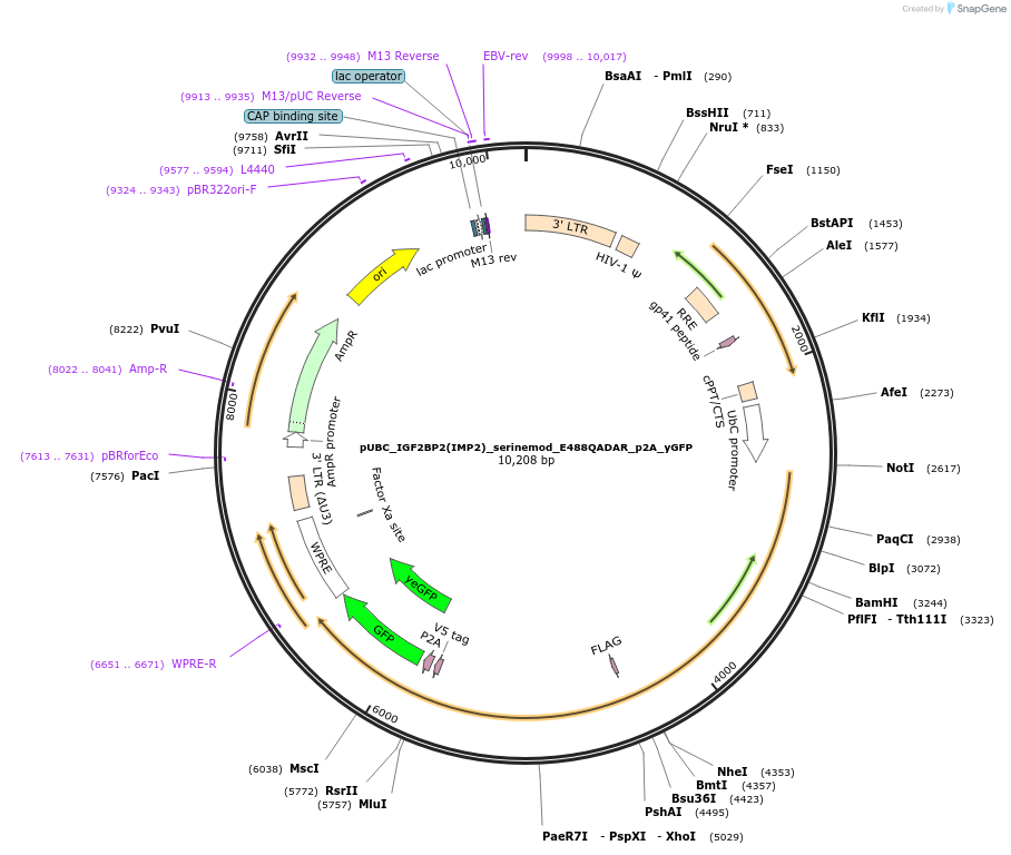 247301-plasmid-map-sequence-id-493404