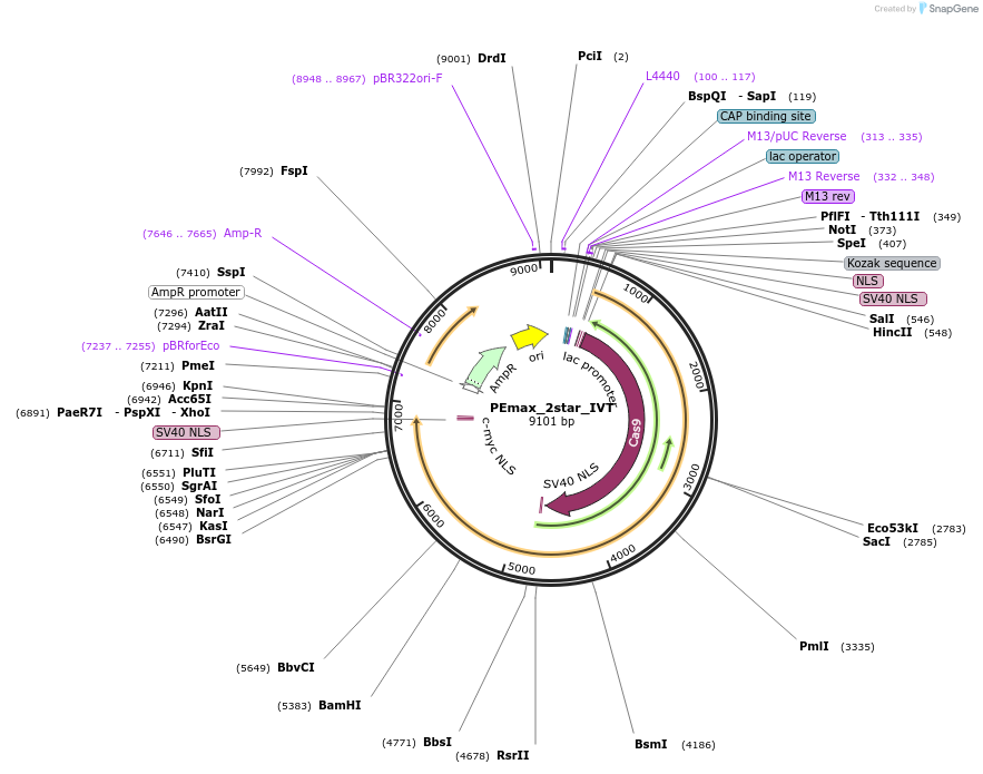 227674-plasmid-map-sequence-id-493416