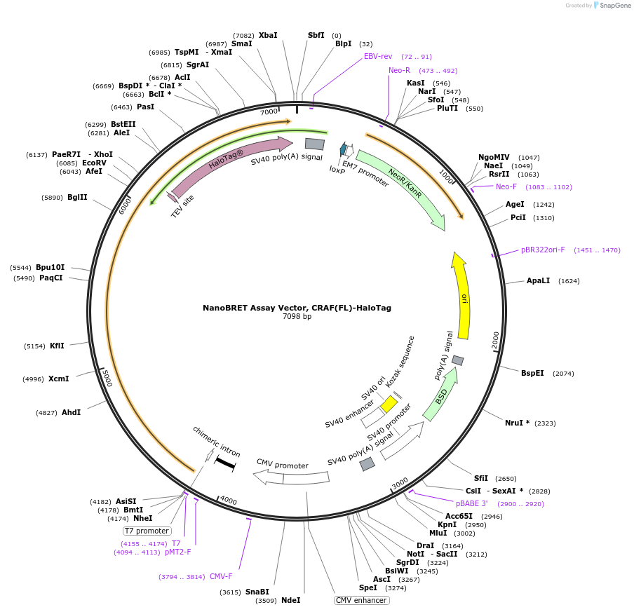 236874-plasmid-map-sequence-id-493428