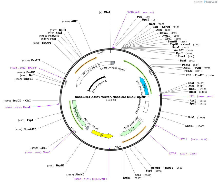 236863-plasmid-map-sequence-id-493429