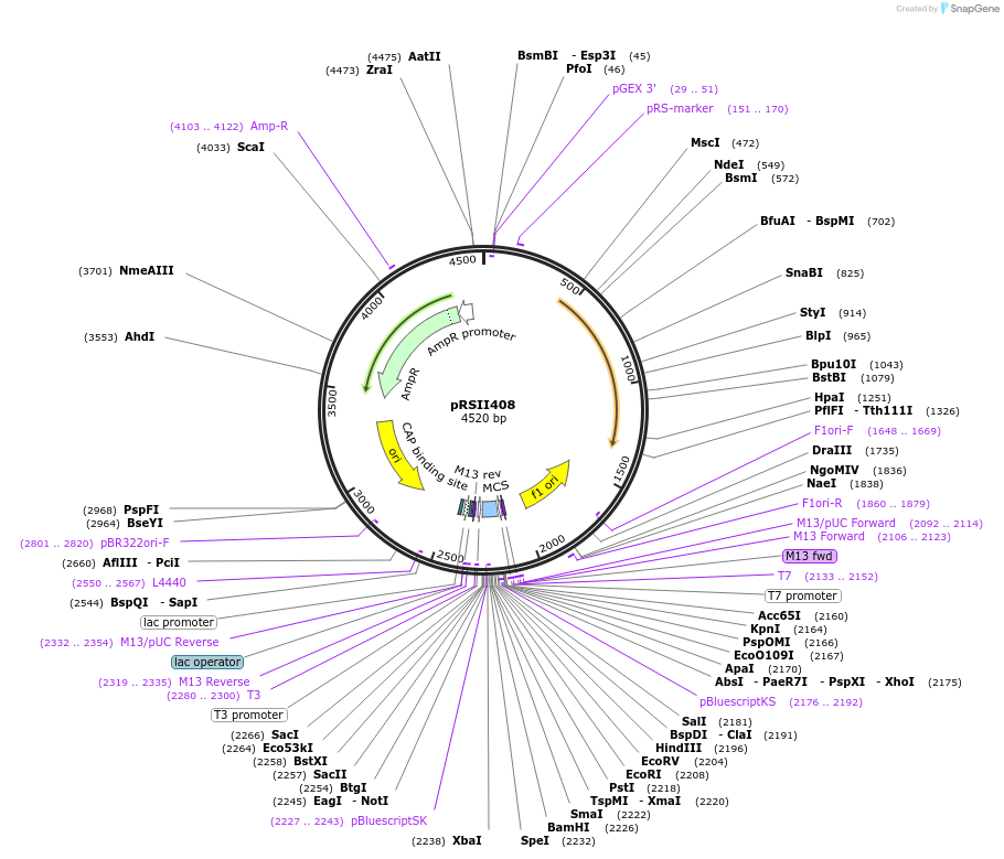 35444-plasmid-map-sequence-id-49364